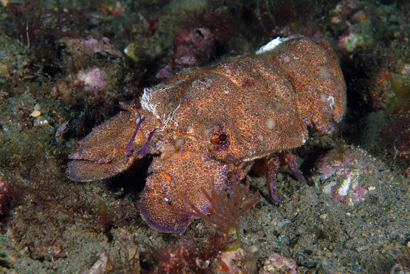 Scyllarides latus